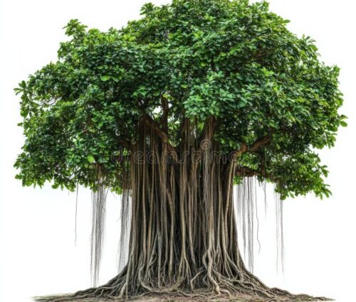 IMG-20260316-WA0006 IMG-20260316-WA0006